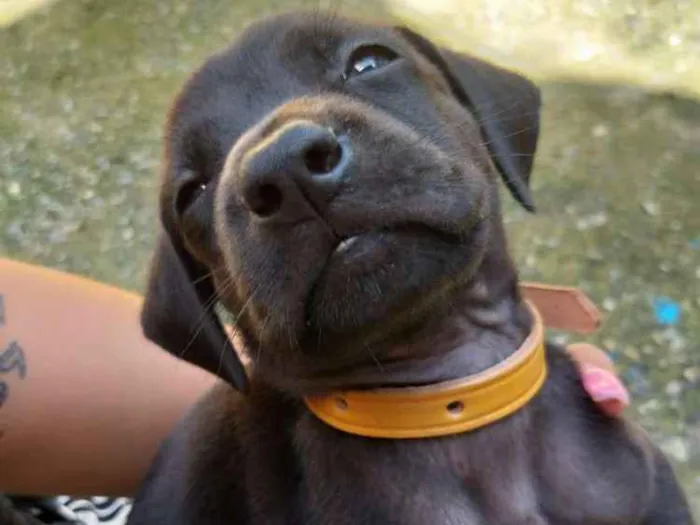 Cachorro ra a Vira lata   idade Abaixo de 2 meses nome Cachorrinhos