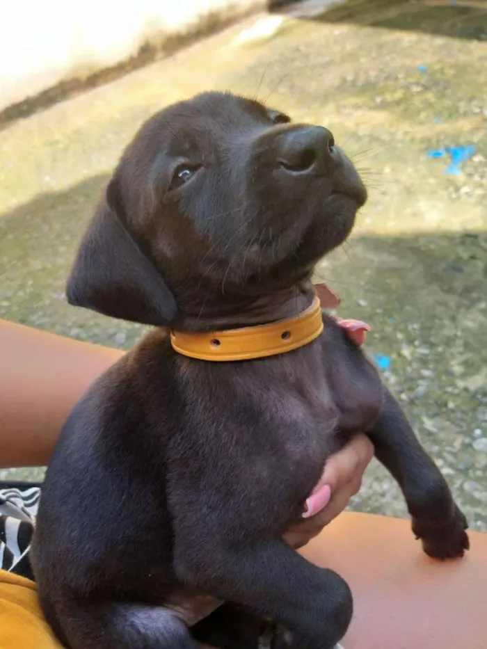 Cachorro ra a Vira lata   idade Abaixo de 2 meses nome Cachorrinhos