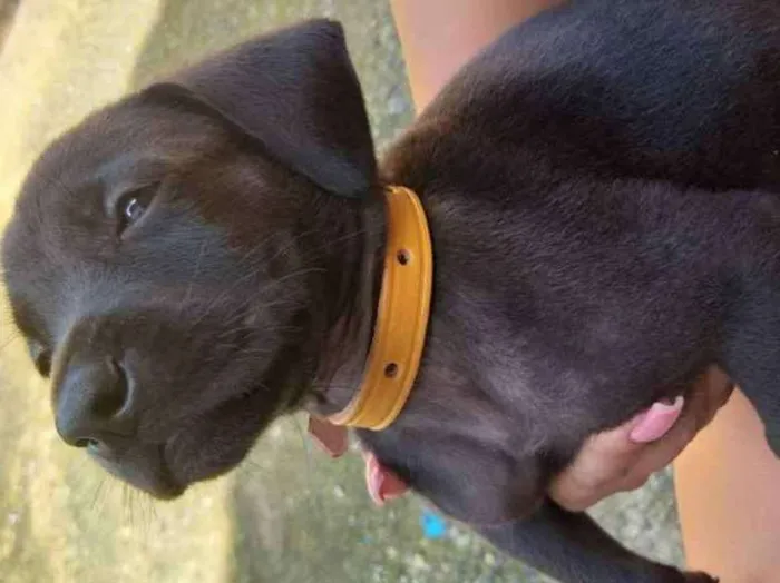 Cachorro ra a Vira lata   idade Abaixo de 2 meses nome Cachorrinhos