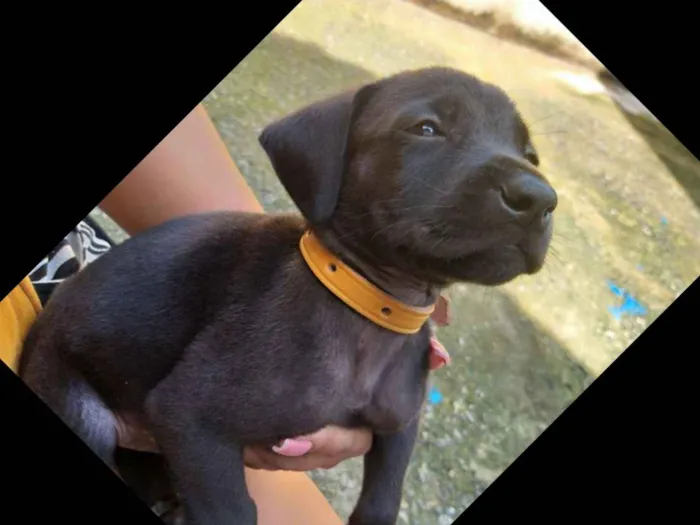 Cachorro ra a Vira lata   idade Abaixo de 2 meses nome Cachorrinhos