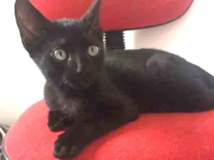 Gato raça SRD idade 2 a 6 meses nome Vitor