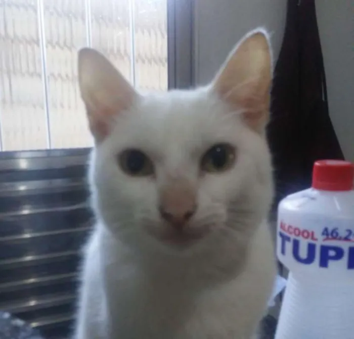 Gato ra a SRD idade 7 a 11 meses nome Tapioca