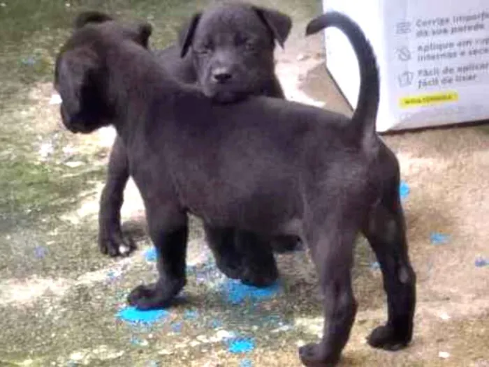 Cachorro ra a Vira lata   idade Abaixo de 2 meses nome Cachorrinhos