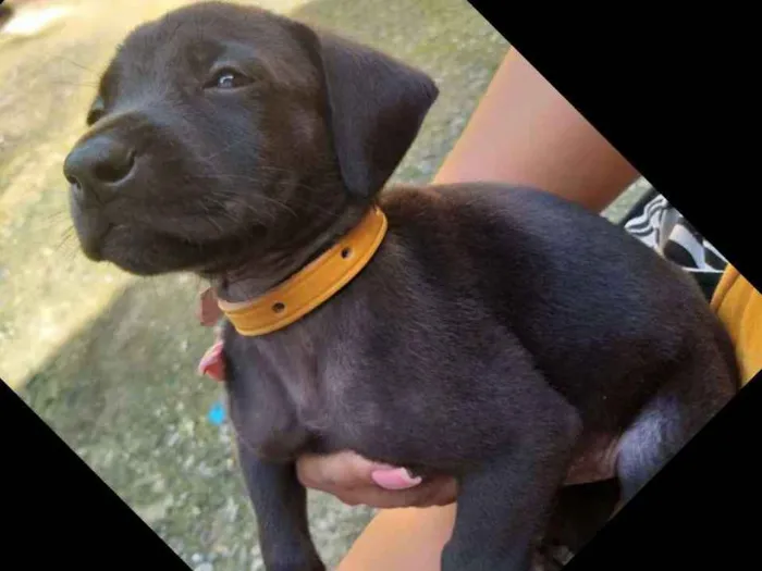 Cachorro ra a Vira lata   idade Abaixo de 2 meses nome Cachorrinhos