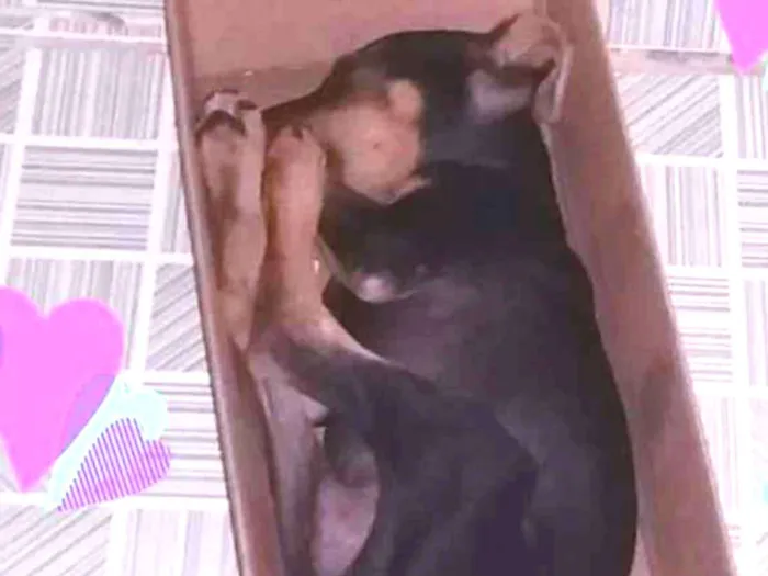 Cachorro ra a Pinscher 2 idade 2 a 6 meses nome Sem nome