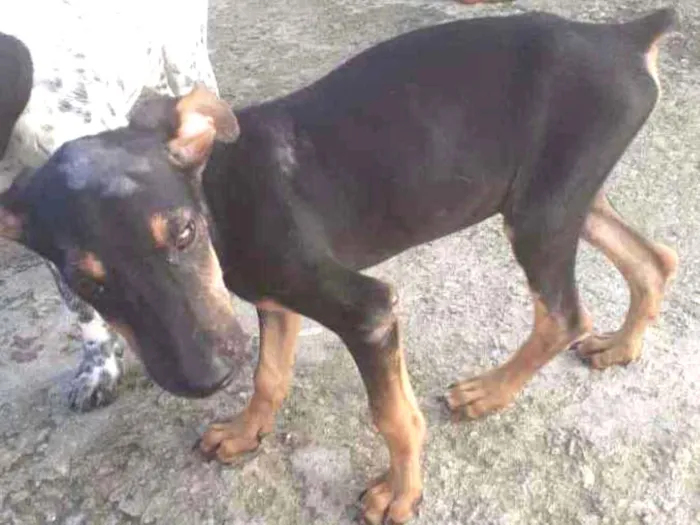 Cachorro ra a Pinscher 2 idade 2 a 6 meses nome Sem nome