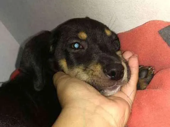 Cachorro ra a Indefinido  idade 2 a 6 meses nome Sem. Nome