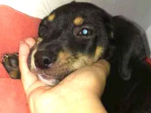 Cachorro raça Indefinido  idade 2 a 6 meses nome Sem. Nome