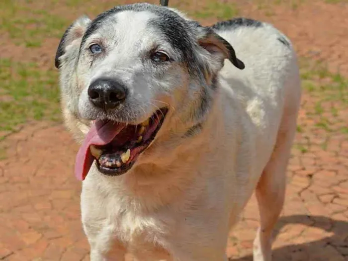 Cachorro ra a SRD idade 6 ou mais anos nome Pirata