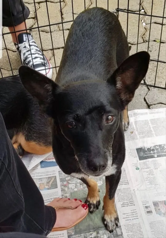 Cachorro ra a SRD idade 1 ano nome Valentina