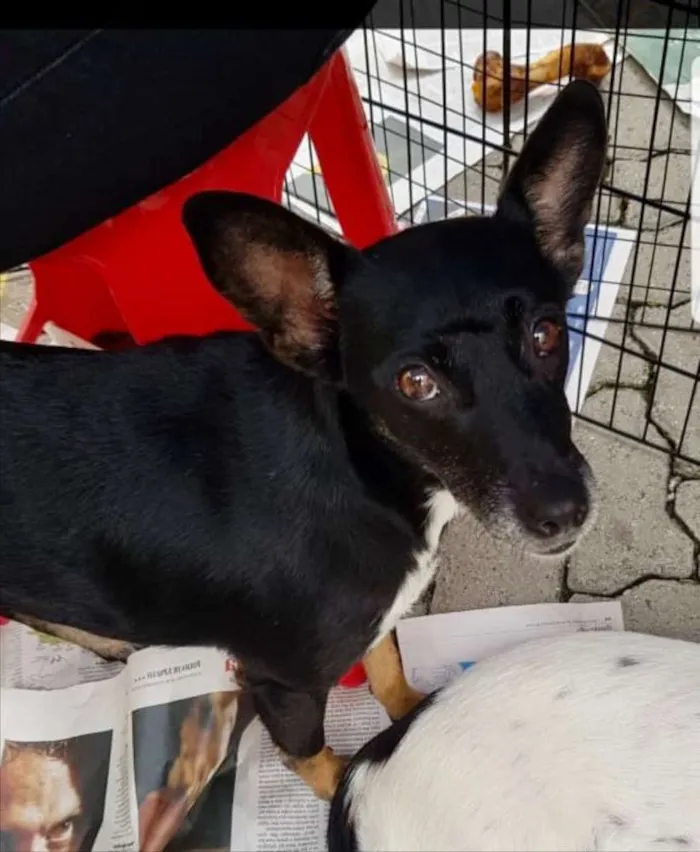Cachorro ra a SRD idade 1 ano nome Valentina