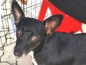 Cachorro raça SRD idade 1 ano nome Valentina