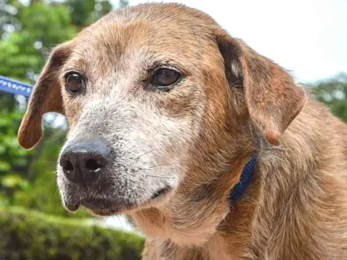 Cachorro ra a SRD idade 6 ou mais anos nome Vênus