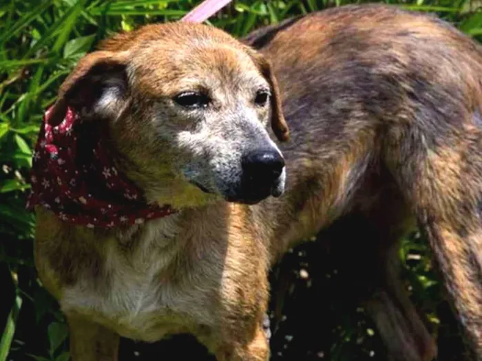 Cachorro ra a SRD idade 6 ou mais anos nome Vênus