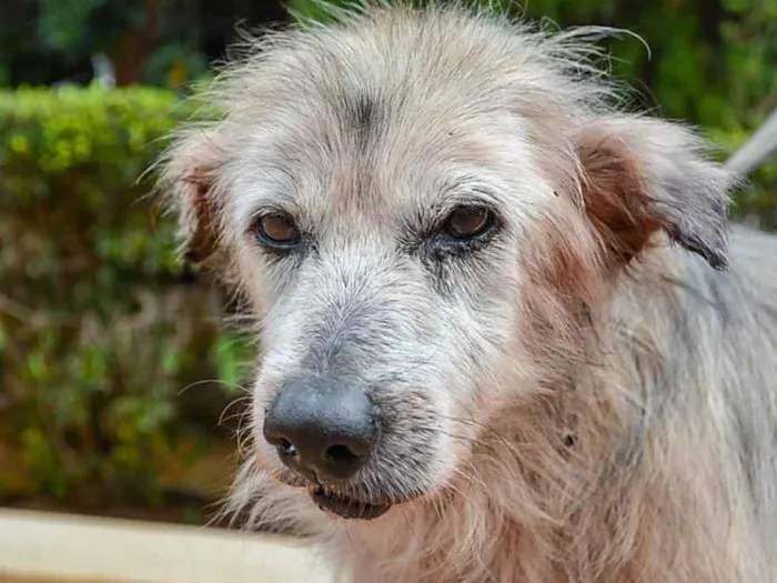 Cachorro ra a SRD idade 6 ou mais anos nome Tufão