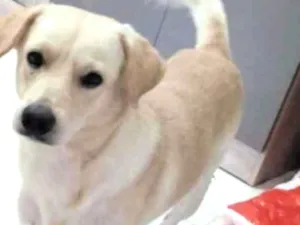 Cachorro raça Labrador idade 1 ano nome Lupi
