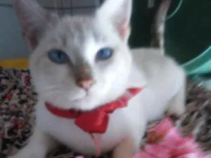 Gato raça  idade 2 a 6 meses nome Estrelinha