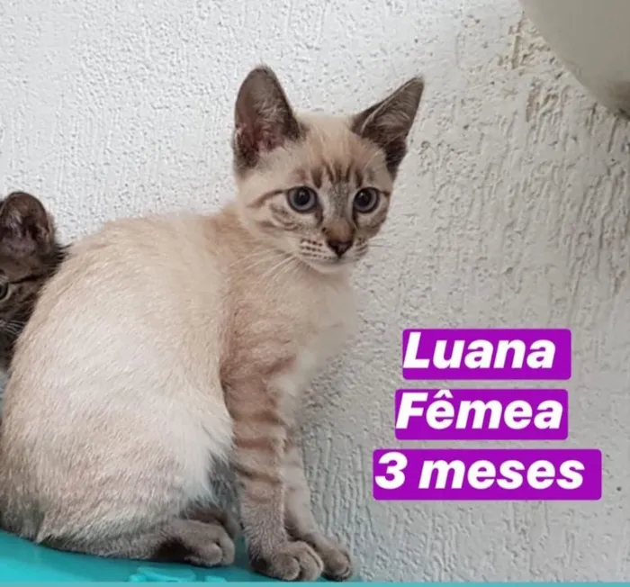 Gato ra a SRD idade 2 a 6 meses nome Luana