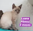 Luana