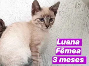 Gato raça SRD idade 2 a 6 meses nome Luana