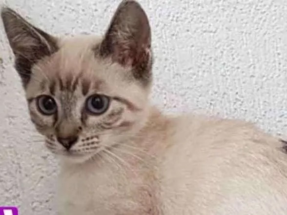 Gato ra a SRD idade 2 a 6 meses nome Luana