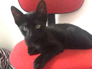 Gato raça SRD idade 2 a 6 meses nome Vitor