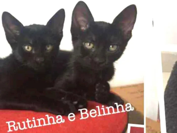 Gato ra a SRD idade 2 a 6 meses nome Rutinha