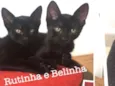 Rutinha
