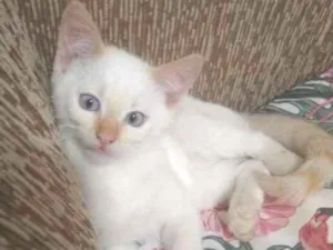 Gato raça Vira-lata idade 2 a 6 meses nome Sem nome