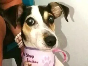 Cachorro raça  idade 7 a 11 meses nome Cindy 