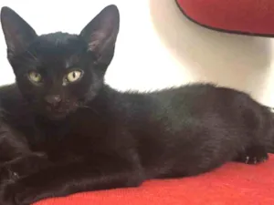 Gato raça SRD idade 2 a 6 meses nome Rutinha