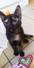 Mel