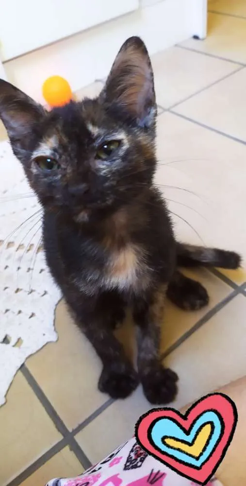 Gato ra a Mestiça idade 2 a 6 meses nome Mel