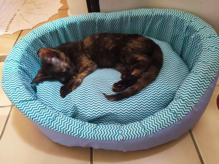 Gato ra a Mestiça idade 2 a 6 meses nome Mel