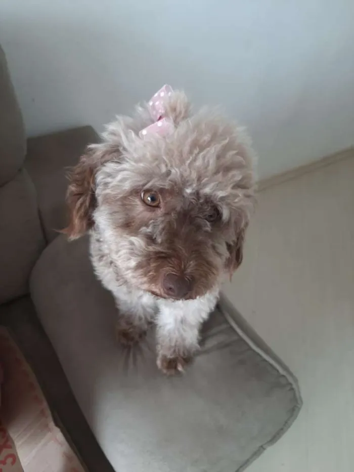 Cachorro ra a SRD idade 1 ano nome Mel