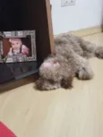 Mel