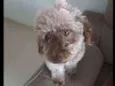 Mel