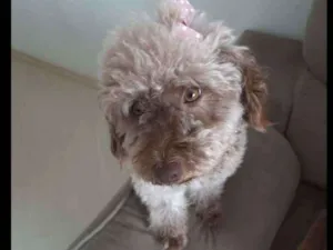 Cachorro raça SRD idade 1 ano nome Mel