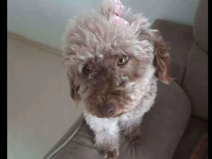Cachorro ra a SRD idade 1 ano nome Mel