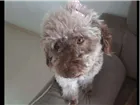 Cachorro raça SRD idade 1 ano nome Mel