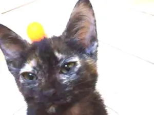 Gato raça Mestiça idade 2 a 6 meses nome Mel