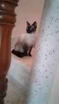 Amora