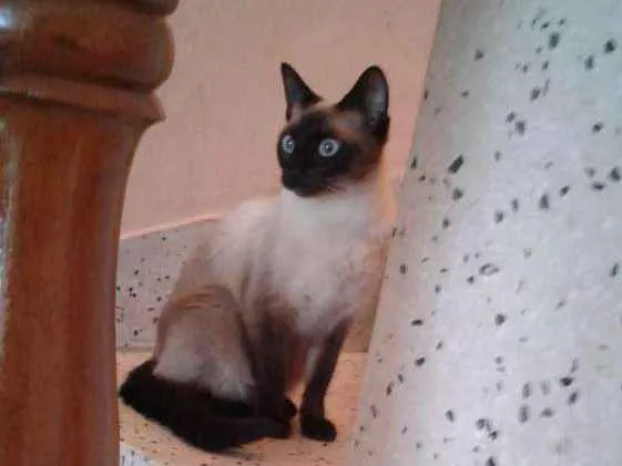 Gato ra a Siamês idade 1 ano nome Amora