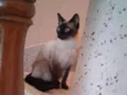 Amora