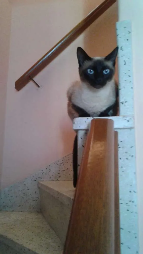 Gato ra a Siamês idade 1 ano nome Amora
