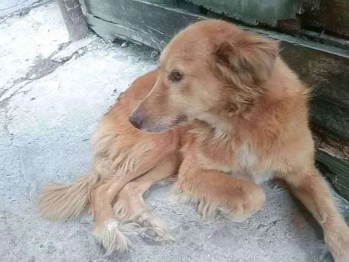 Cachorro ra a collie e viralata idade 7 a 11 meses nome luna