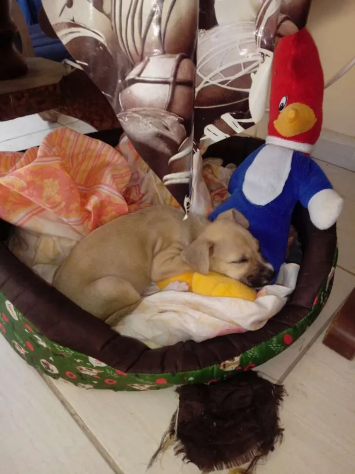 Cachorro ra a Vira lata idade 2 a 6 meses nome Sem nome