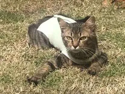 Gato raça Vira Lata idade 2 anos nome Cacau