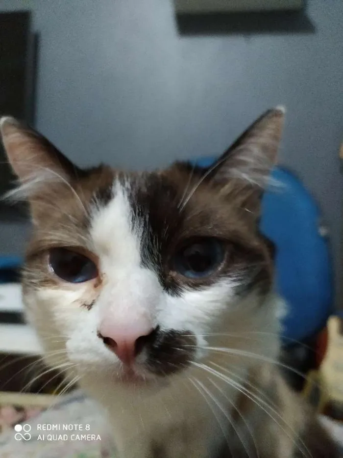 Gato ra a Siamês/angorá idade 1 ano nome Cookie