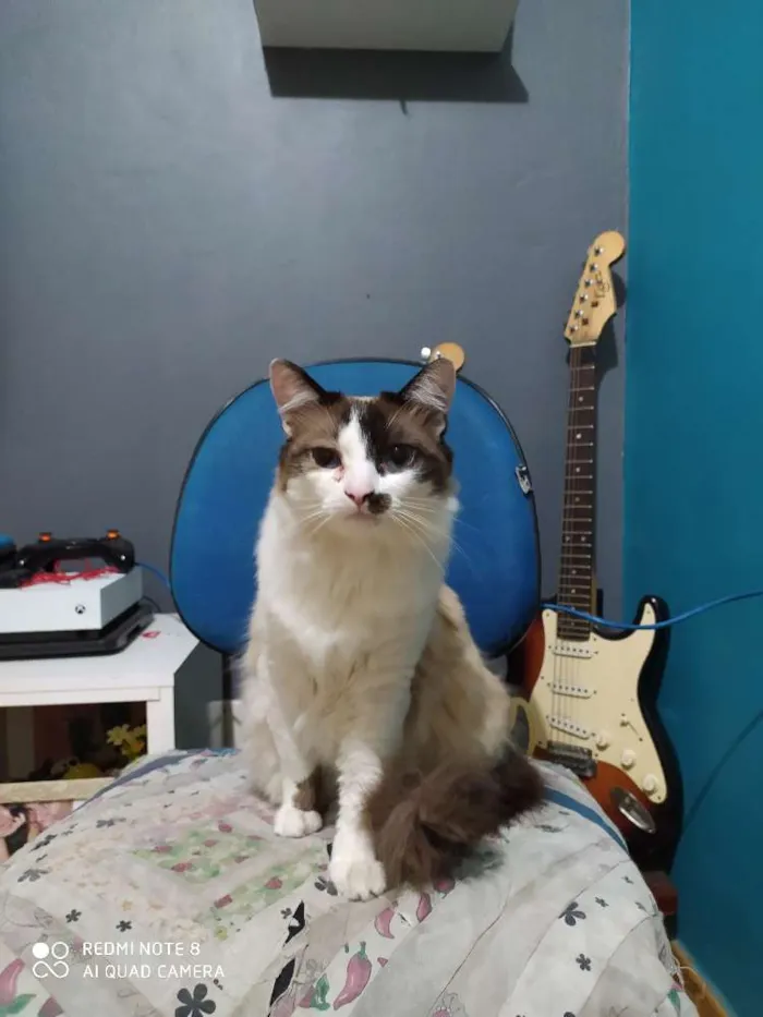 Gato ra a Siamês/angorá idade 1 ano nome Cookie